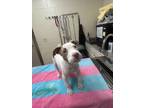 Oatmeal, American Pit Bull Terrier For Adoption In Sterling Heights, Michigan
