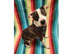Booker, American Staffordshire Terrier For Adoption In Lafayette, Indiana