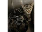 Comet, Domestic Shorthair For Adoption In Gillette, Wyoming