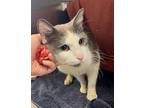 Matcha, Domestic Shorthair For Adoption In Oakland, California