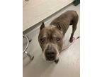 Ducky, American Pit Bull Terrier For Adoption In Seattle, Washington