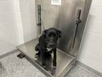 Nixxie, American Pit Bull Terrier For Adoption In Jacksonville, North Carolina