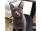 Kramer, Domestic Shorthair For Adoption In Woodinville, Washington