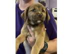Sirius, Rat Terrier For Adoption In West Chester, Pennsylvania