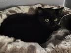 Annabelle, Domestic Shorthair For Adoption In Oakville, Ontario