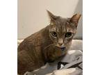 Zoe, Domestic Shorthair For Adoption In Richardson, Texas