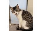 Ripple, Domestic Shorthair For Adoption In Dickson, Tennessee