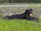 Pedro Pascal, Labrador Retriever For Adoption In Fernandina Beach, Florida