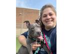 Cassandra 124, American Pit Bull Terrier For Adoption In Cleveland, Ohio