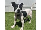 Pippi, Rat Terrier For Adoption In Brooklyn, New York
