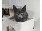 Luna, Domestic Shorthair For Adoption In Ronkonkoma, New York