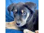 Romeo, Labrador Retriever For Adoption In Walnut Creek, California