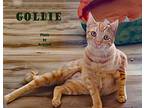 Goldie, Domestic Shorthair For Adoption In Alamo, California