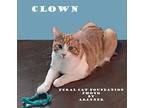 Clown, Domestic Shorthair For Adoption In Alamo, California