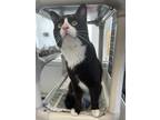 Laszlo, Domestic Shorthair For Adoption In Madison, Wisconsin