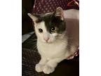 Lucky, Domestic Shorthair For Adoption In Alamo, California