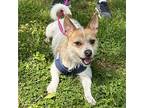 Davis, Jack Russell Terrier For Adoption In Batavia, Ohio