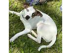 Jamie, Jack Russell Terrier For Adoption In Batavia, Ohio
