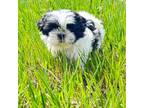 Shih Tzu Puppy for sale in Fort Collins, CO, USA