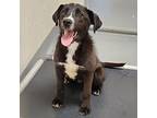 Ezra, Labrador Retriever For Adoption In Springdale, Arkansas