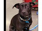 Frankie, Labrador Retriever For Adoption In Santa Rosa, California