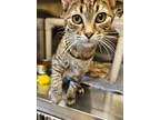 Reed, Domestic Shorthair For Adoption In Friendship, Wisconsin