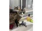 Noggin, Domestic Shorthair For Adoption In Whitewater, Wisconsin