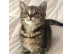 Neve, Domestic Shorthair For Adoption In Candler, North Carolina