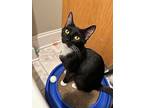Giddy, Domestic Shorthair For Adoption In Candler, North Carolina
