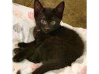 Utopia, Domestic Shorthair For Adoption In Candler, North Carolina