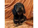 Dachshund Puppy for sale in Elgin, SC, USA