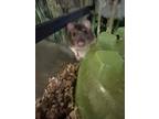 Elana, Rat For Adoption In Fairfax, Virginia