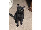 Binx, Domestic Shorthair For Adoption In Norman, Oklahoma