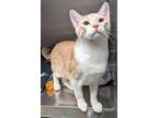 Cheddar Cheese Biscuit, Domestic Shorthair For Adoption In The Colony, Texas