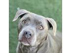Kobe, American Staffordshire Terrier For Adoption In Sacramento, California