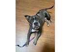 Delilah, American Staffordshire Terrier For Adoption In Sacramento, California