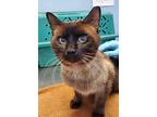 Caspian, Burmese For Adoption In Stouffville, Ontario