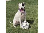 Belle, American Pit Bull Terrier For Adoption In Amherst, Massachusetts