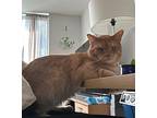 Chester- Cp, Domestic Shorthair For Adoption In Toronto, Ontario