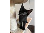 Bee, Domestic Shorthair For Adoption In Ferndale, Michigan