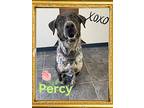 Percy, Labrador Retriever For Adoption In Orangeville, Ontario