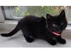 Eclipse, Domestic Shorthair For Adoption In San Antonio, Texas