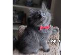 Jasper, Domestic Shorthair For Adoption In San Antonio, Texas