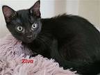 Ziva (24-329), Domestic Shorthair For Adoption In Seven Valleys, Pennsylvania