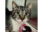 Ollie - $30 Adoption Fee And Free Gift Bag, Domestic Shorthair For Adoption In
