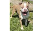 Kala, American Pit Bull Terrier For Adoption In Lancaster, Ohio