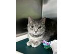 Smokey (main Campus), Domestic Shorthair For Adoption In Louisville, Kentucky
