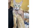 Clementine, Domestic Shorthair For Adoption In Dallas, Texas