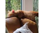 Cantaloupe Aka Honey, Domestic Shorthair For Adoption In Kingston, Ontario