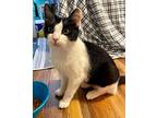 Tiny Bit, Domestic Shorthair For Adoption In Dallas, Texas